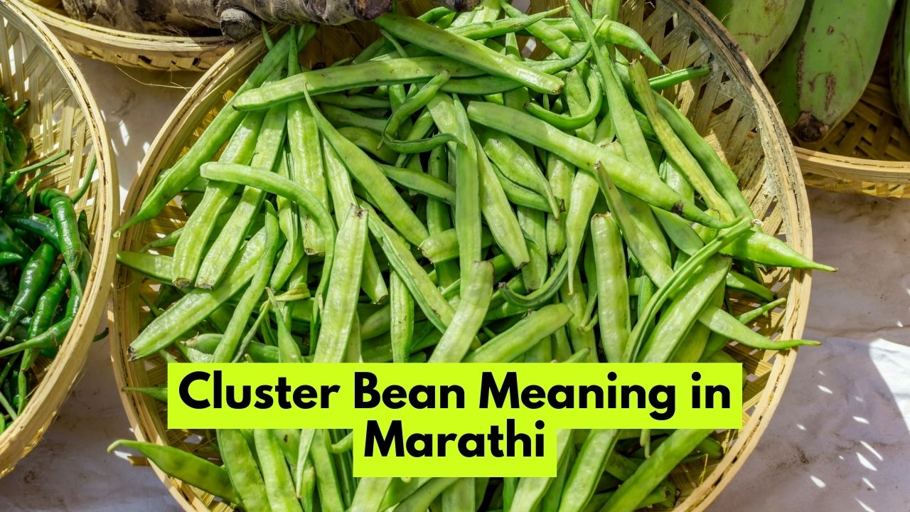 Cluster Bean Meaning In Marathi