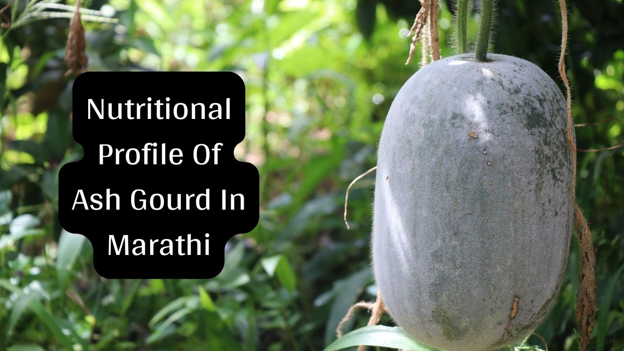 Nutritional Profile Of Ash Gourd In Marathi