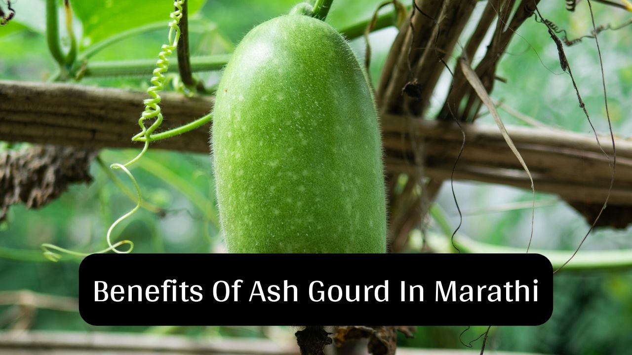 Benefits Of Ash Gourd In Marathi
