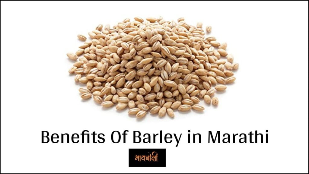 barley in marathi