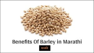 barley in marathi