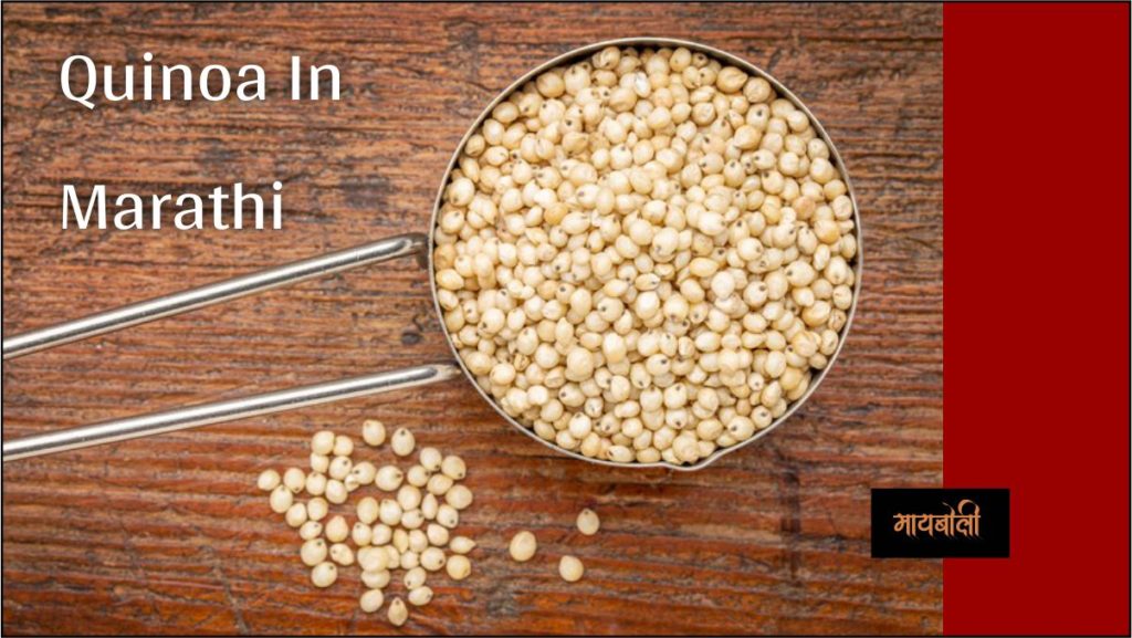 quinoa in marathi