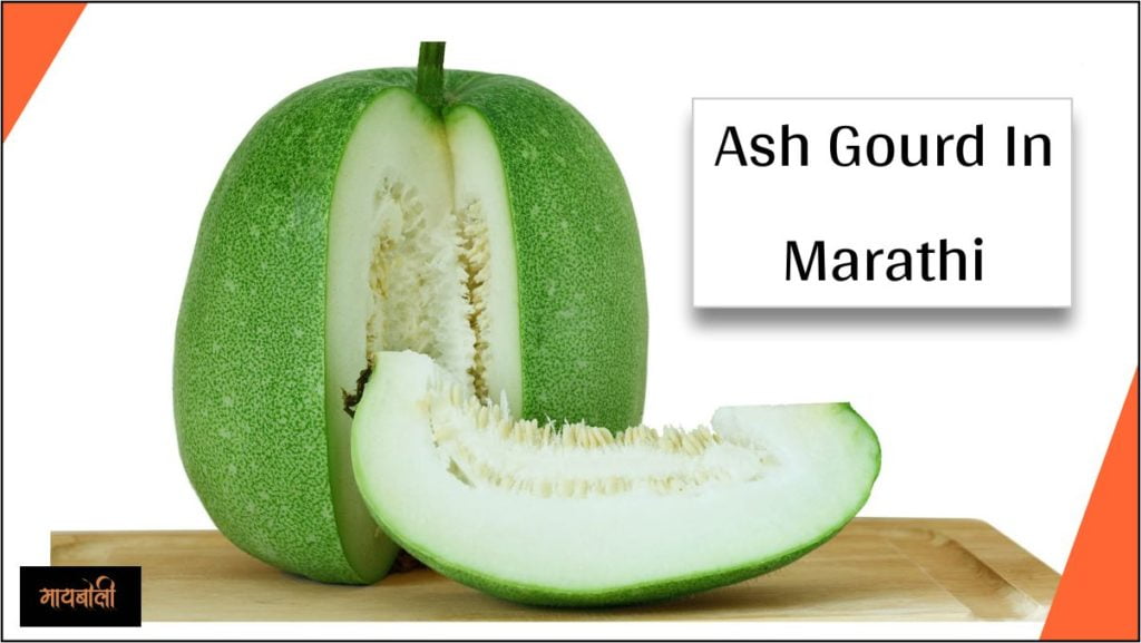 ash gourd in marathi