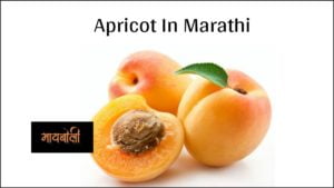 apricot in marathi