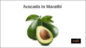 Avocado In Marathi