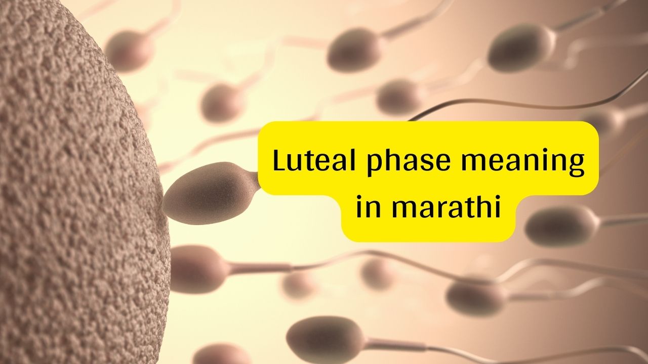 Ovulation Meaning In Marathi Mayboli in