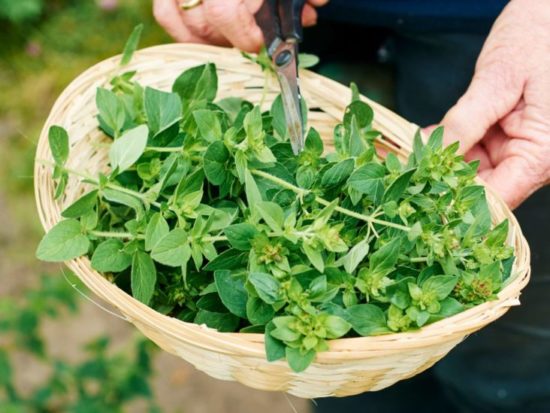 oregano-meaning-in-marathi-mayboli-in