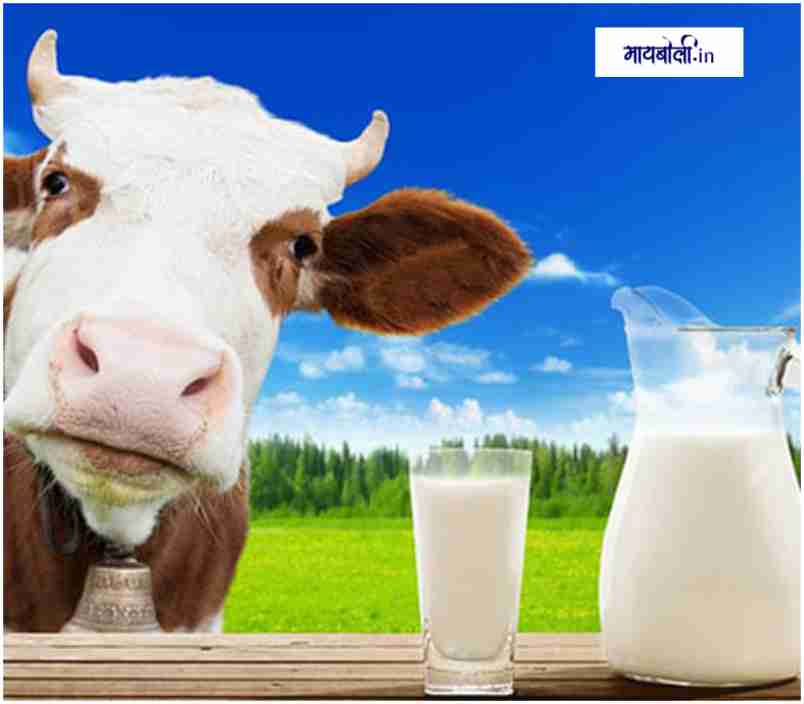 गाईचे दूध