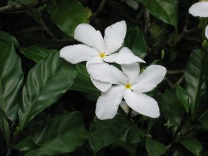 flowers name in marathi