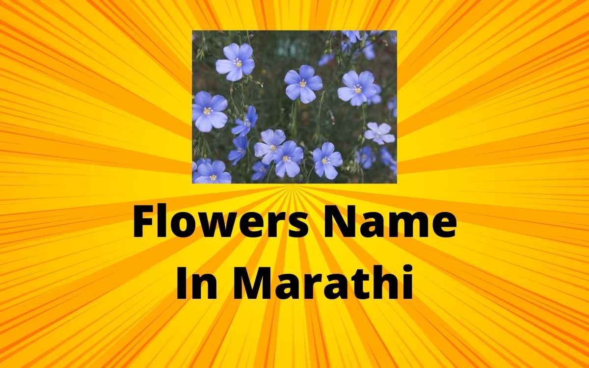 flowers-name-in-marathi-fulanchi-nave-in-marathi