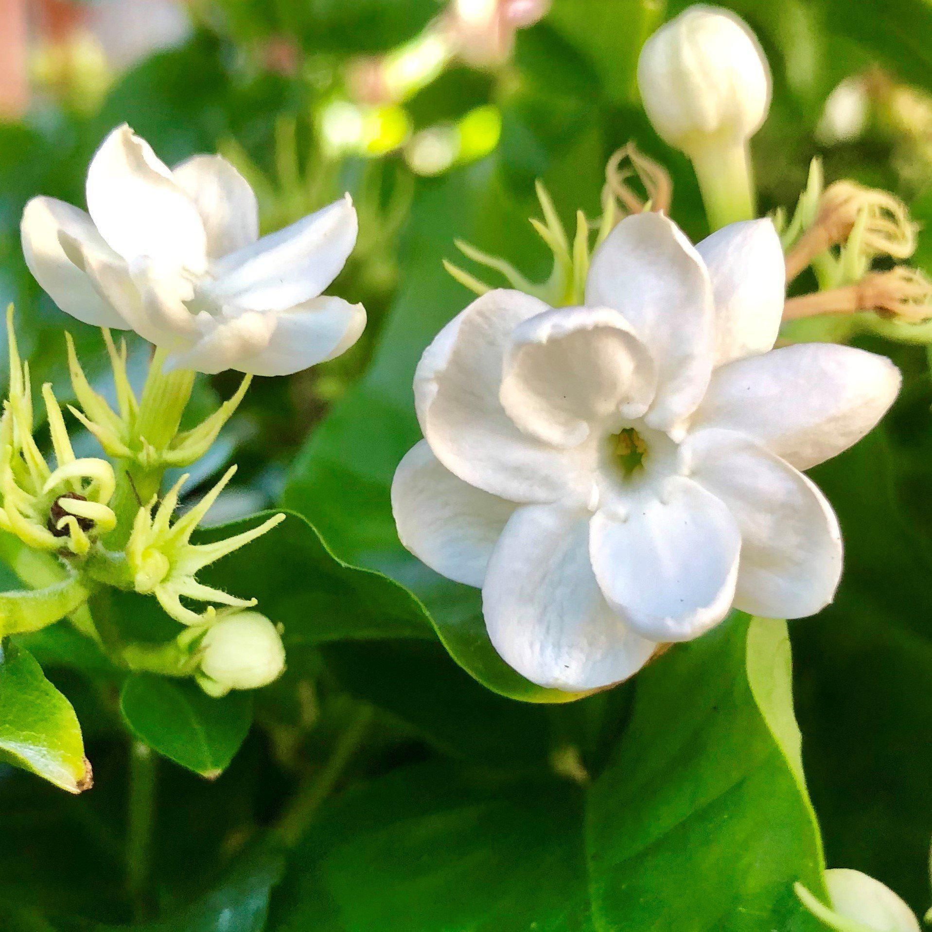 Flowers Name In Marathi Fulanchi Nave In Marathi 