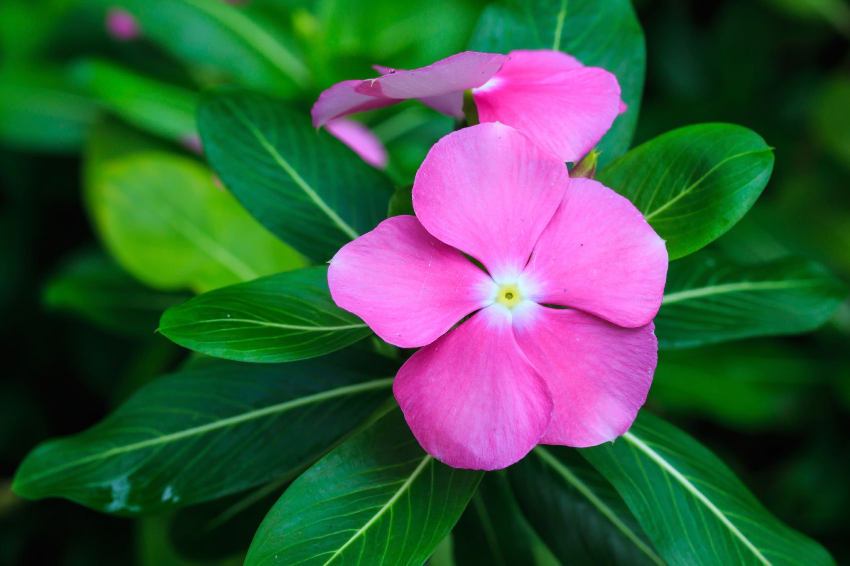 flowers name in marathi