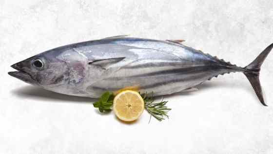 Health Benefits of Tuna Fish In Marathi