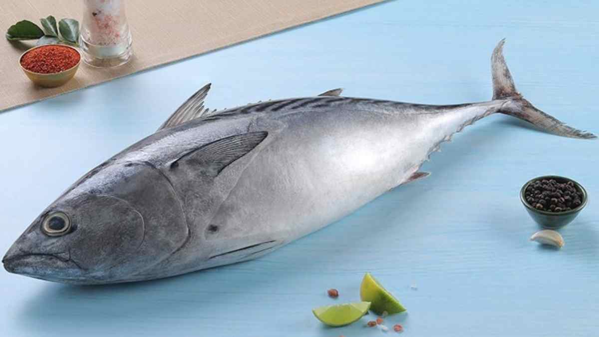 Marathi Name of Tuna Fish टुना माशाचे मराठी नाव Mayboli.in