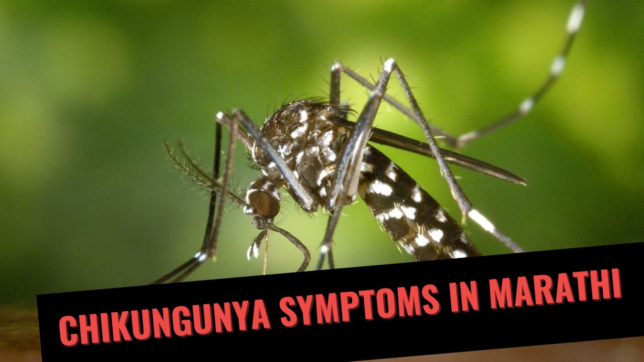 Chikungunya SYMPTOMS IN MARATHI