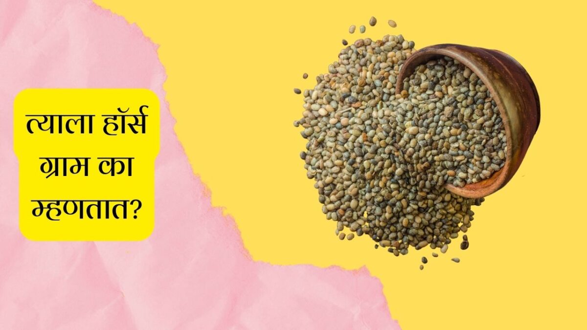 Benefits of Horse Gram in Marathi हॉर्स ग्राम म्हणजे काय? Mayboli.in