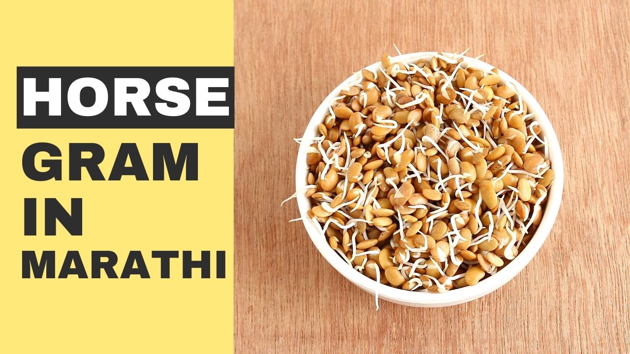 Horse Stable Meaning In Marathi