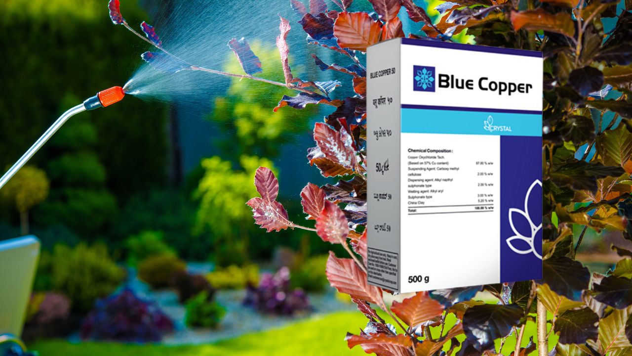 Blue Copper Fungicide Uses in Marathi ब्लु कॉपर चे फायदे मराठीत