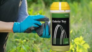 Cabrio Top Fungicide Uses in Marathi