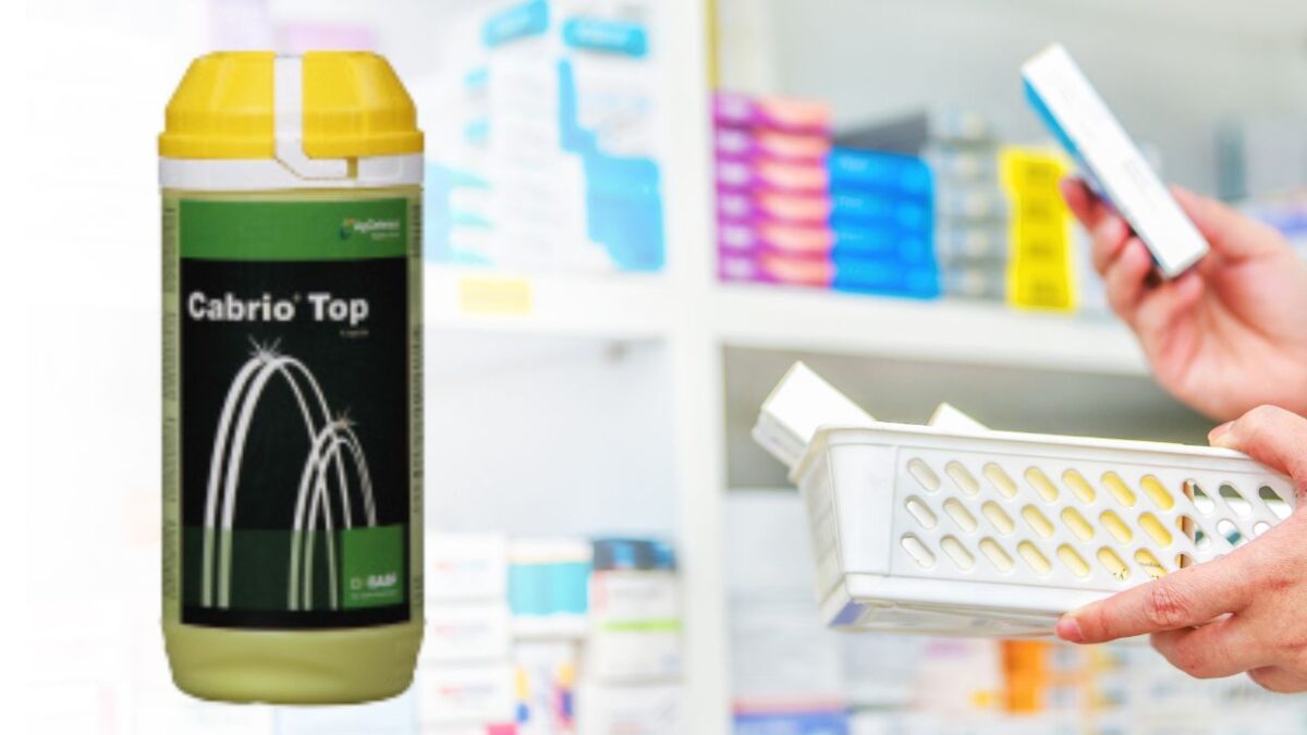 Cabrio Top Fungicide Uses in Marathi कॅब्रिओ टॉप चे फायदे मराठीत