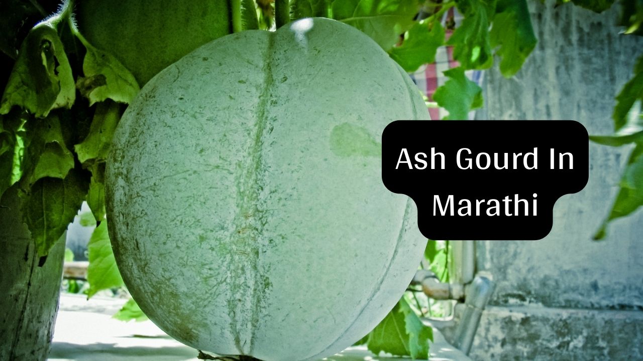 Ash Gourd In Marathi