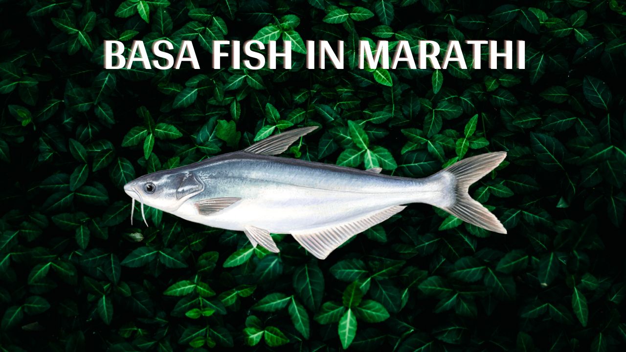 Basa Fish in marathi - बासा मासा म्हणजे काय ?