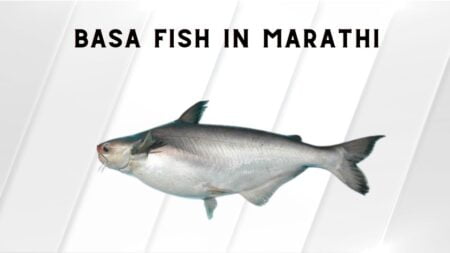 basa fish in marathi