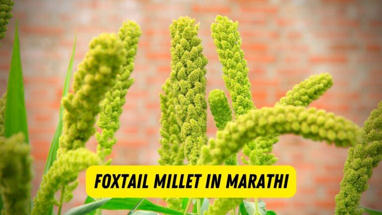 foxtail-millet-in-marathi