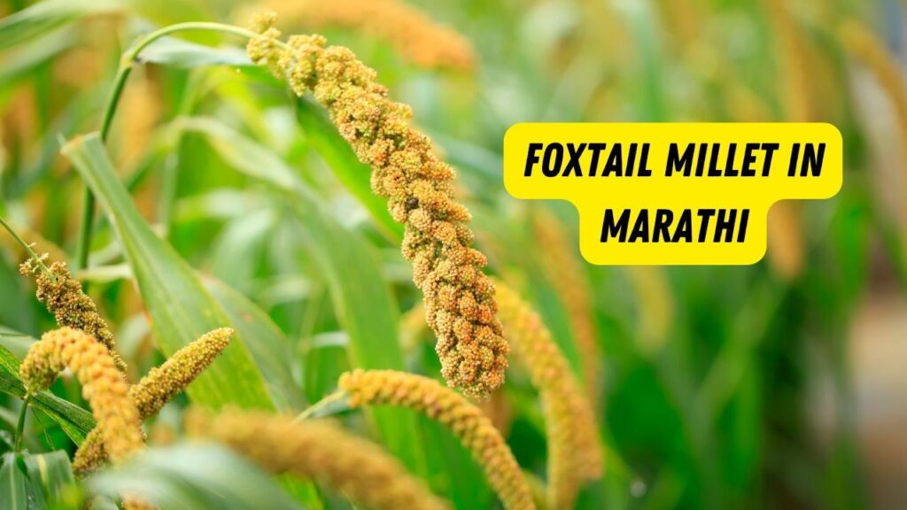 foxtail millet in marathi