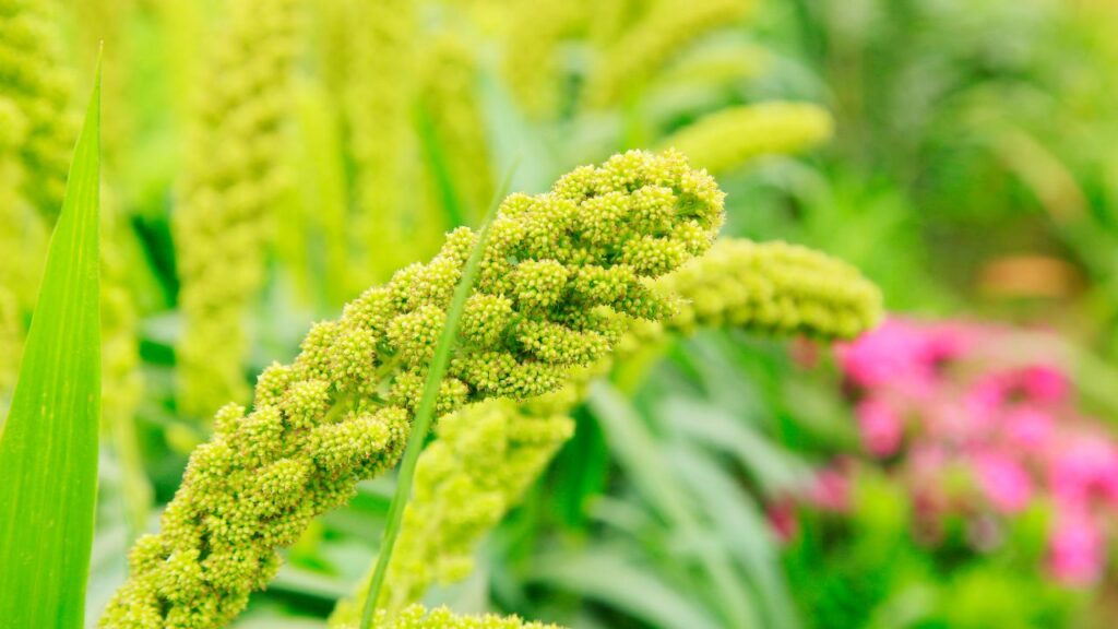 foxtail-millet-in-marathi