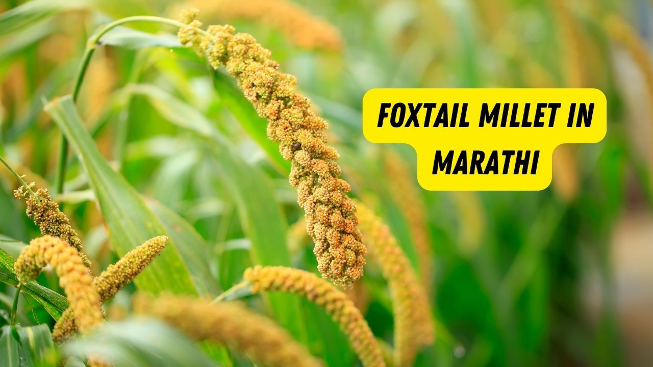 Foxtail Millet In Marathi 