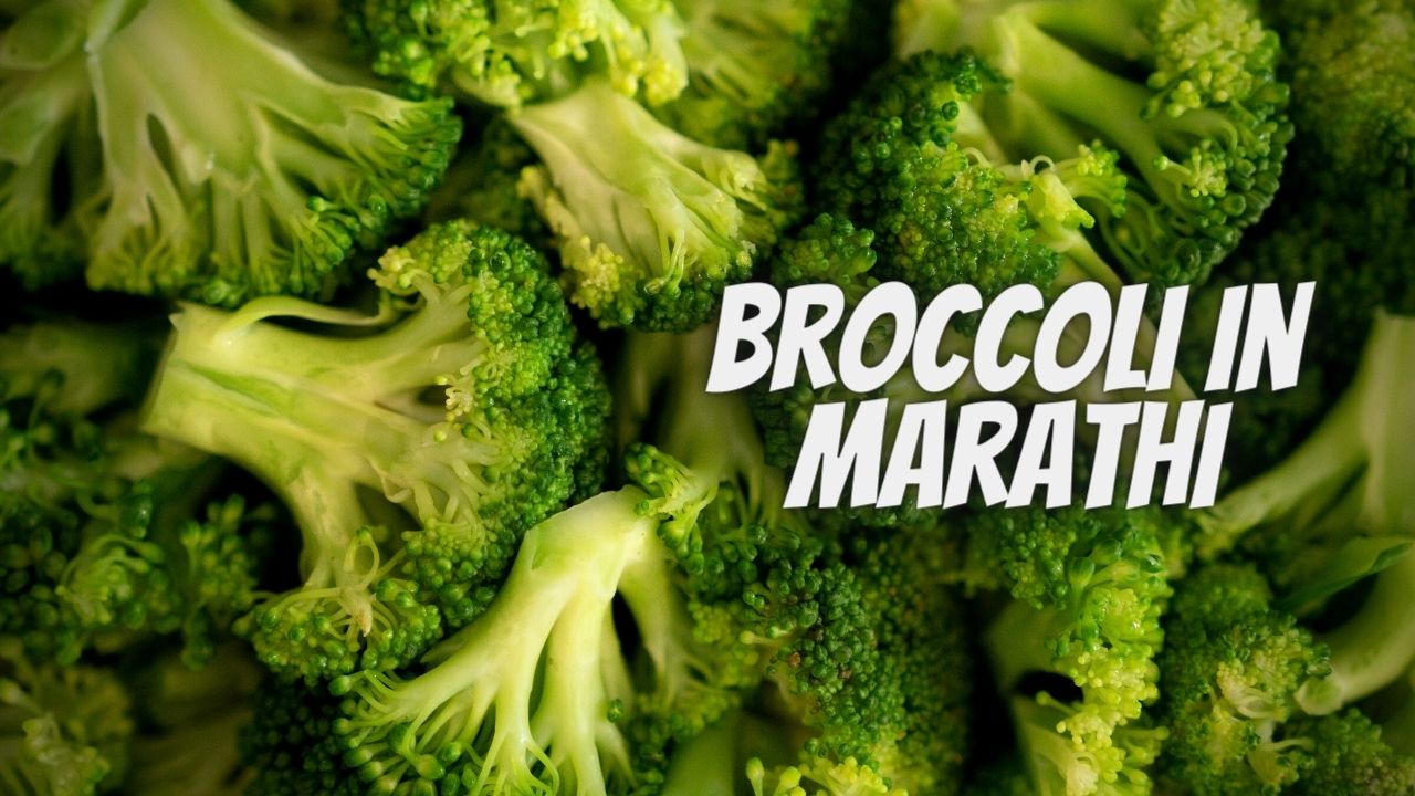 Broccoli in marathi – Broccoli meaning in marathi