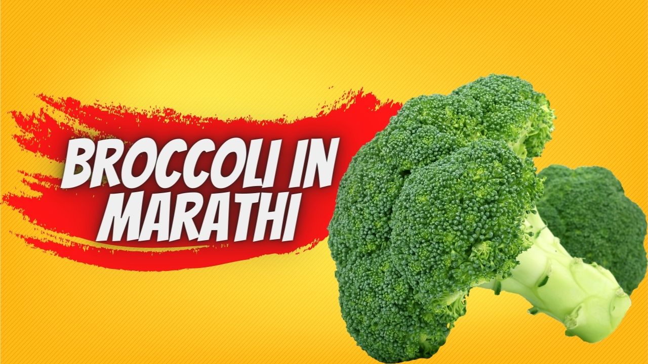 Broccoli in Marathi ब्रोकोली ला मराठी मध्ये काय म्हणतात Mayboli.in