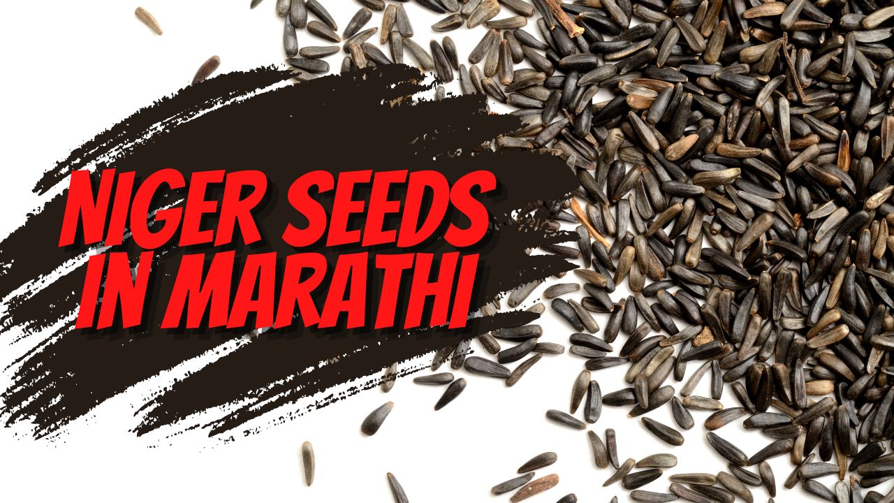 Niger Seeds in Marathi