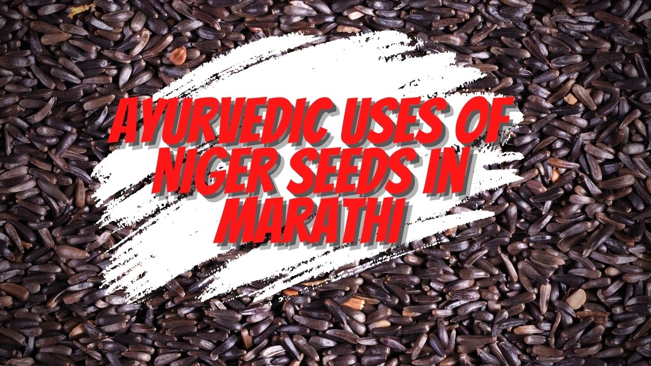 Ayurvedic Uses of Niger Seeds in Marathi