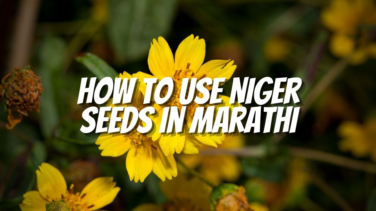 How to use Niger Seeds in Marathi