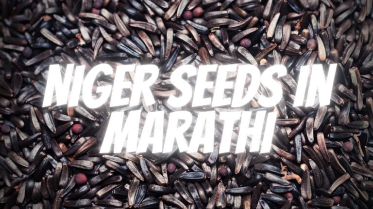 Niger Seeds in Marathi