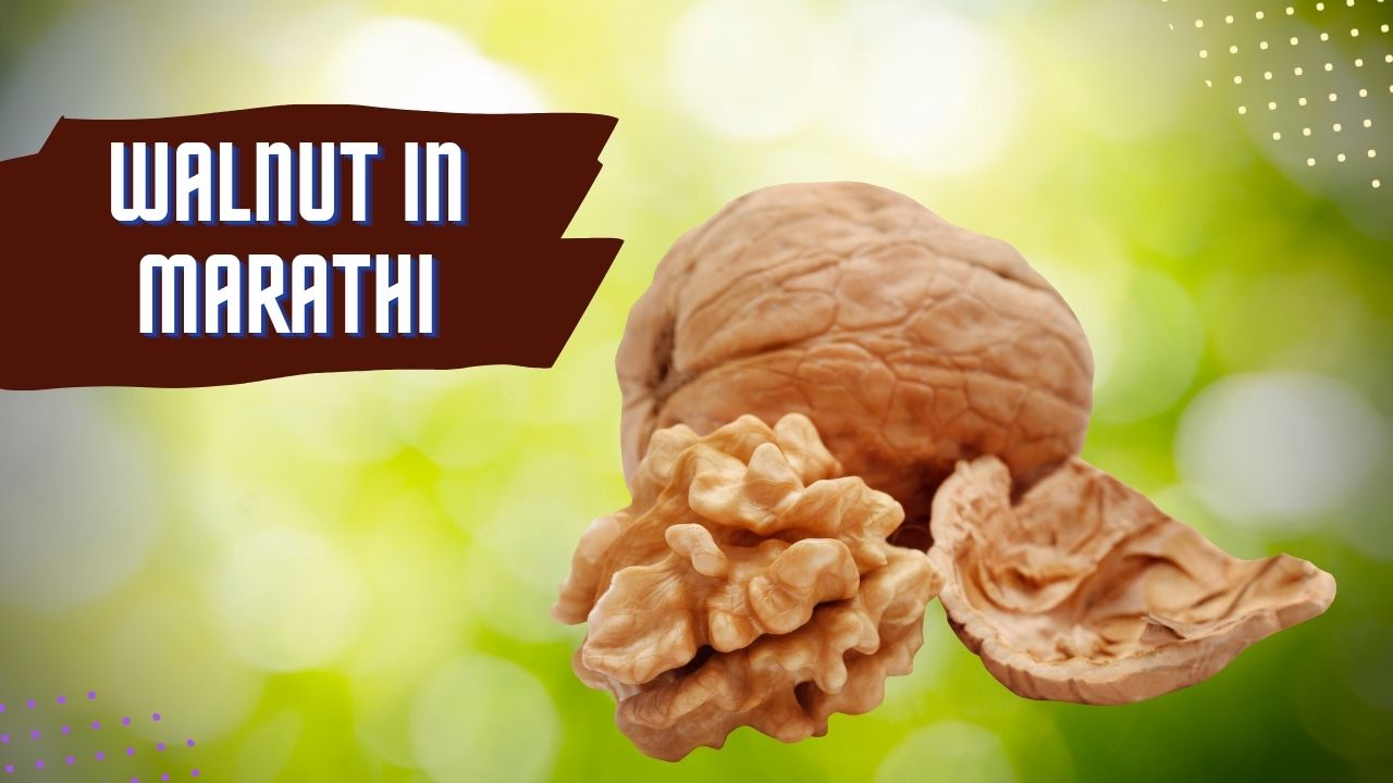Walnut in Marathi वालनट म्हणजे काय? (Walnut Meaning in Marathi)