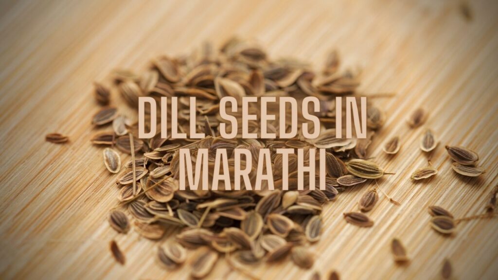 Dill Seeds in Marathi