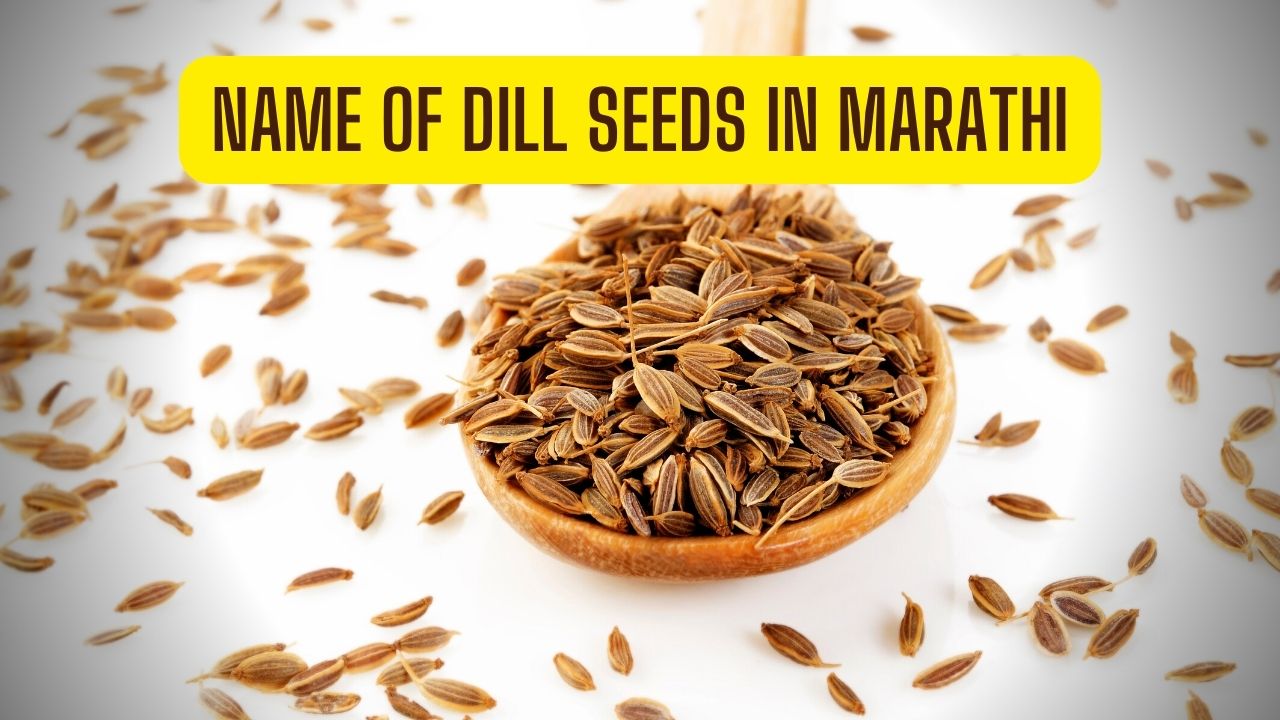 Name of Dill Seeds in Marathi