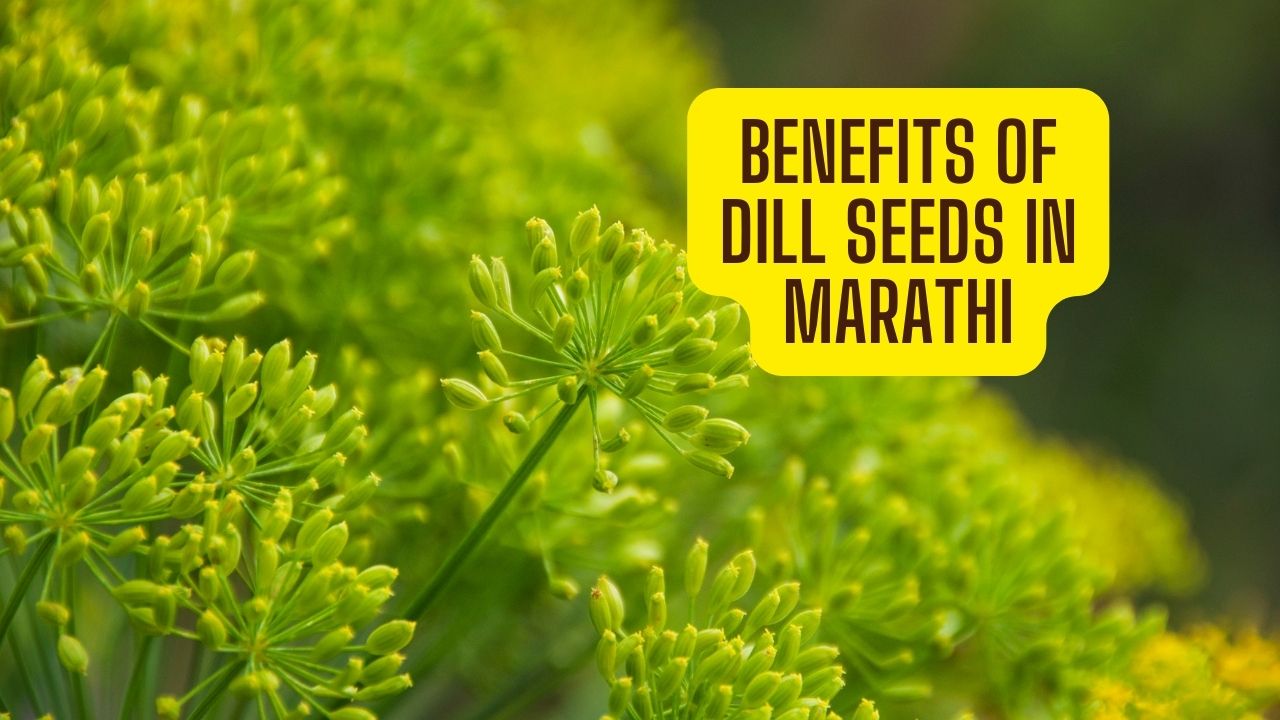 Benefits of Dill Seeds in Marathi