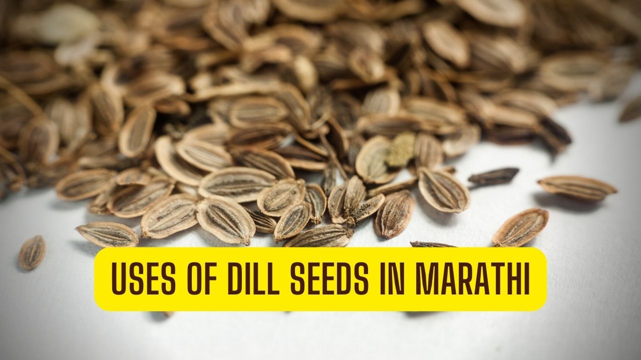 Uses of Dill Seeds In Marathi