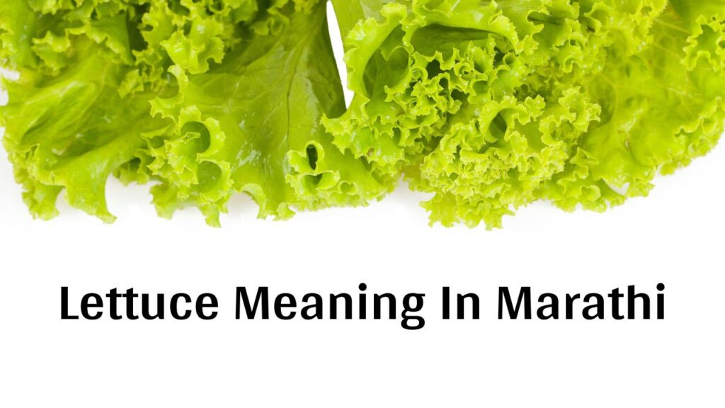 Lettuce In Marathi लेट्युस ला मराठीत काय म्हणतात व त्याचे आरोग्याला