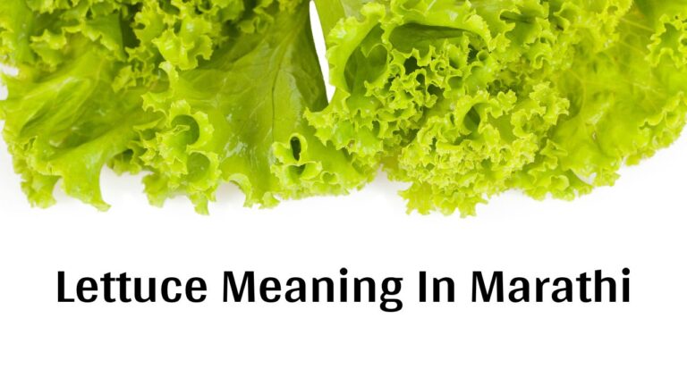 lettuce-in-marathi