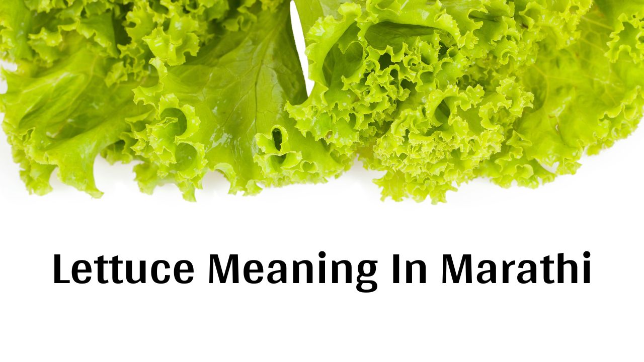 Lettuce In Marathi – Lettuce Meaning In Marathi