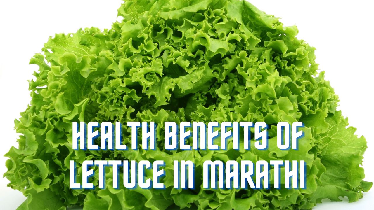 Health Benefits of Lettuce in Marathi
