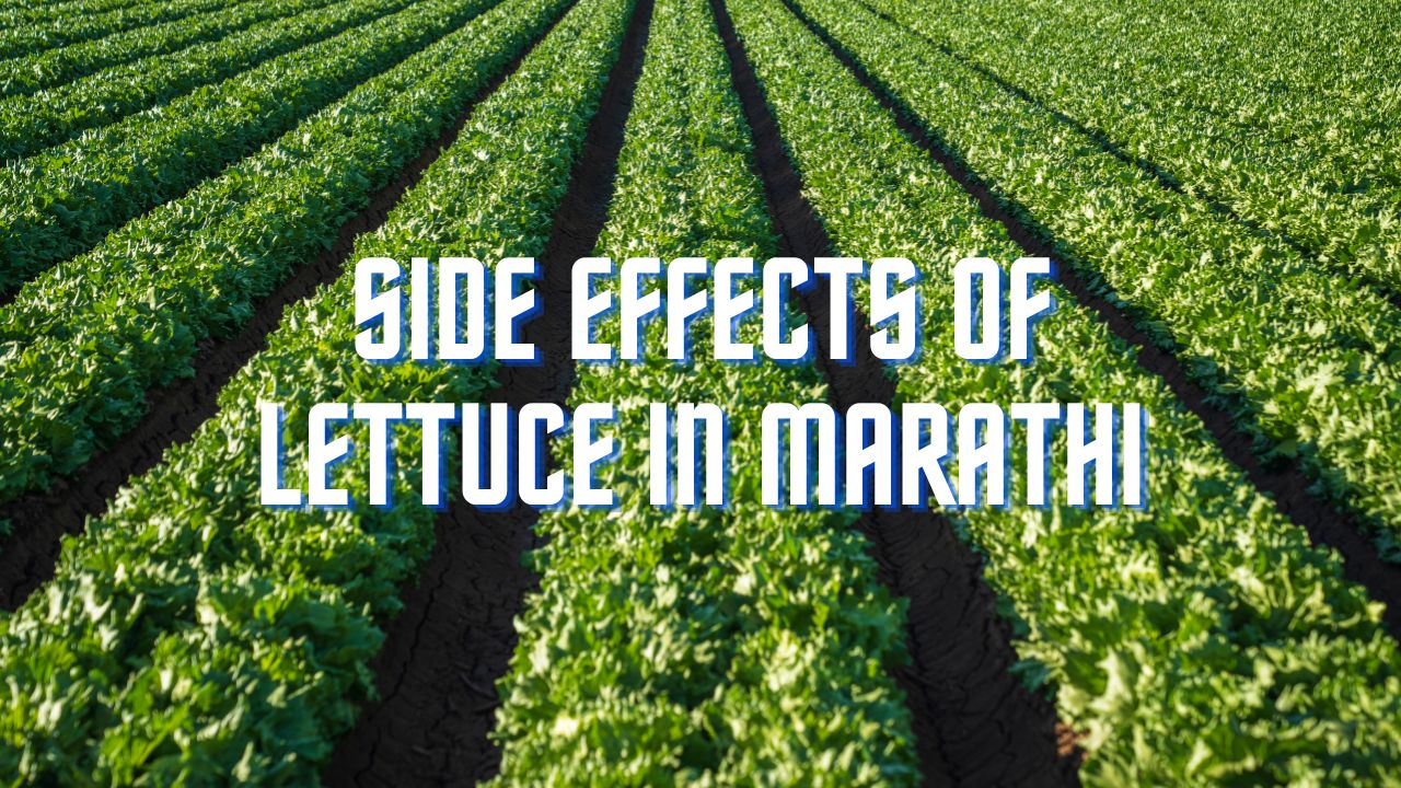 Side effects of Lettuce in marathi