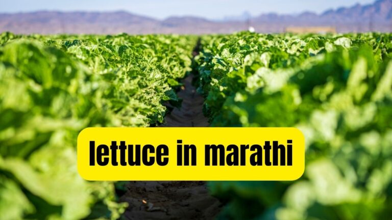 lettuce in marathi