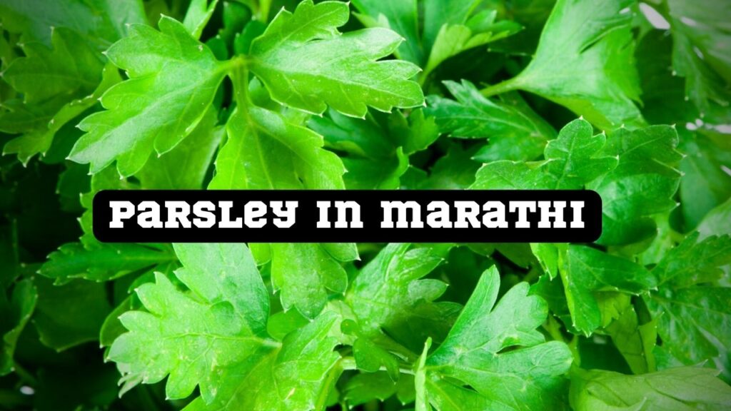 parsley-in-marathi