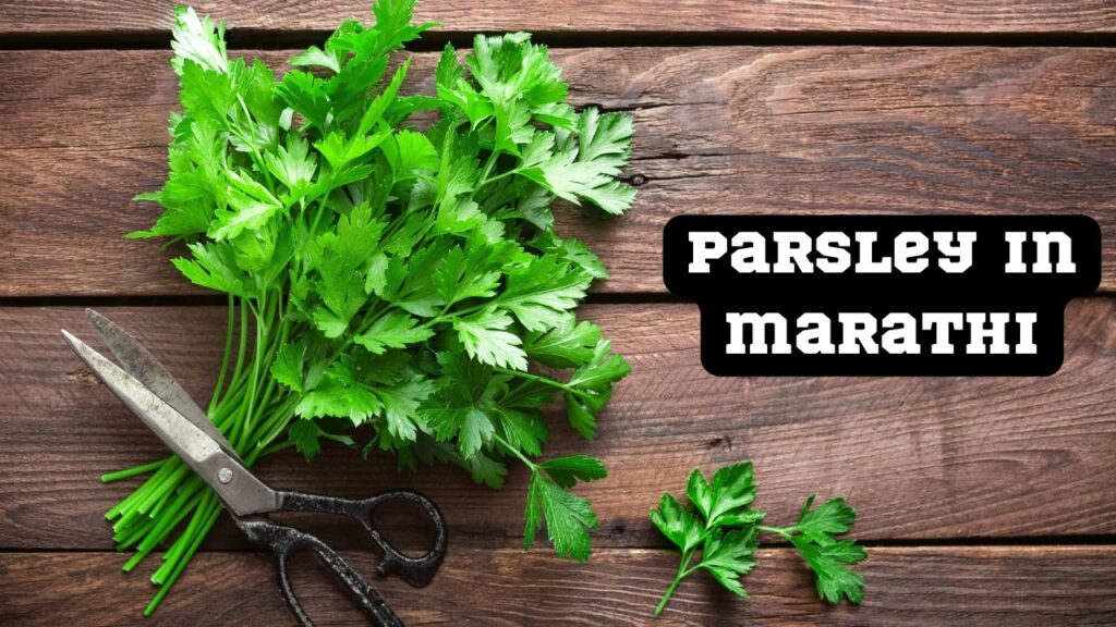 parsley in marathi